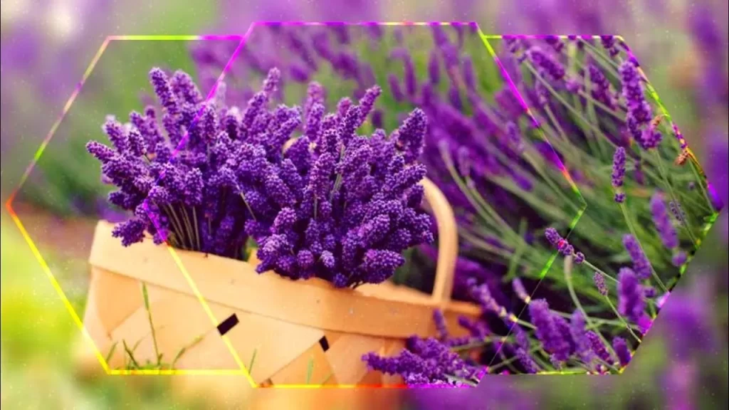 best morning flowers