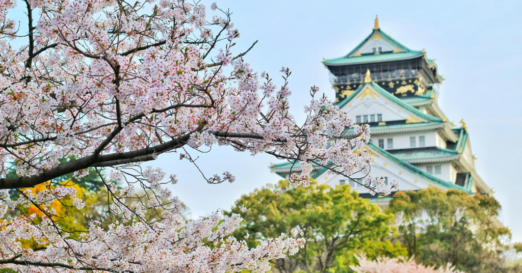 Cherry-Blossom-Flowers