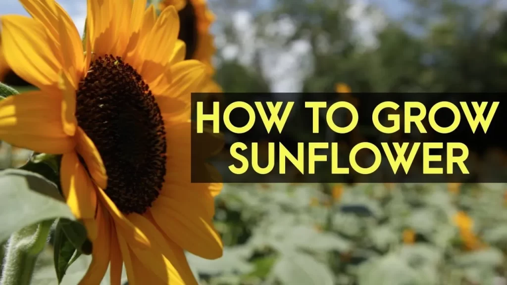 How to Grow Sunflowers