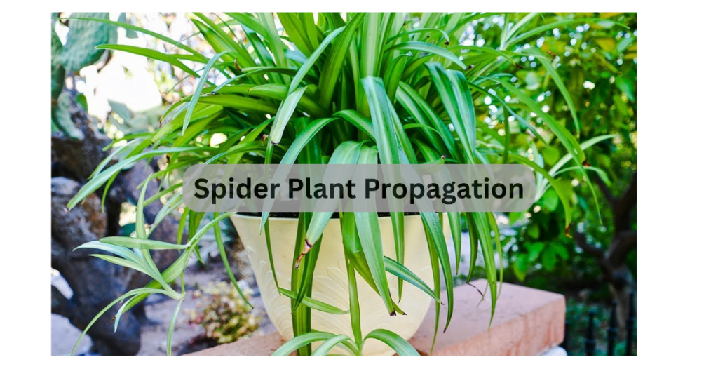 Spider Plant Propagation