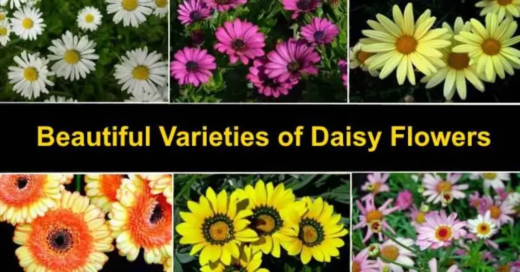 varieties of daisies